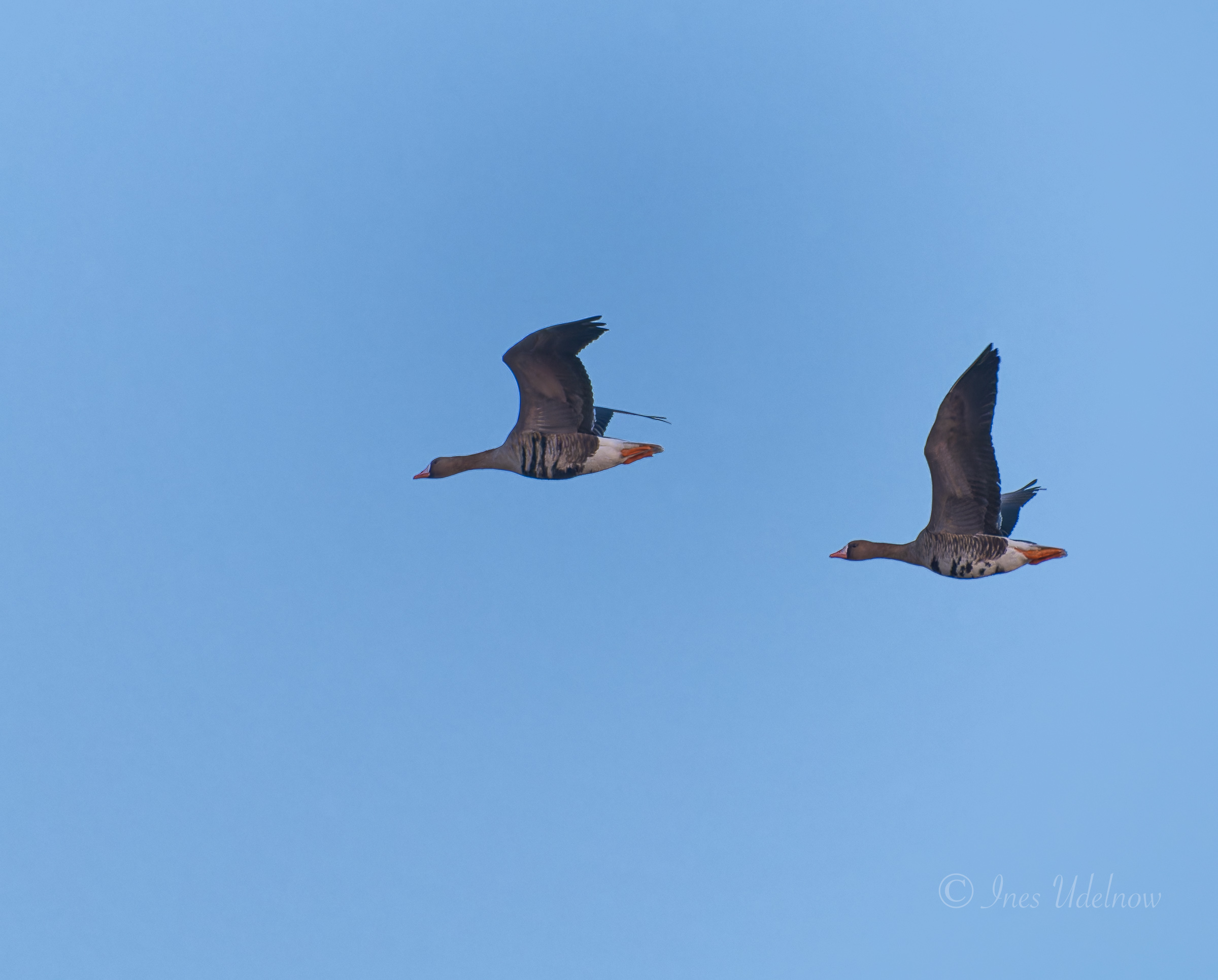 Vor dem Sonnenaufgang. Zwei Blässgänse über dem Odertal, März 2026