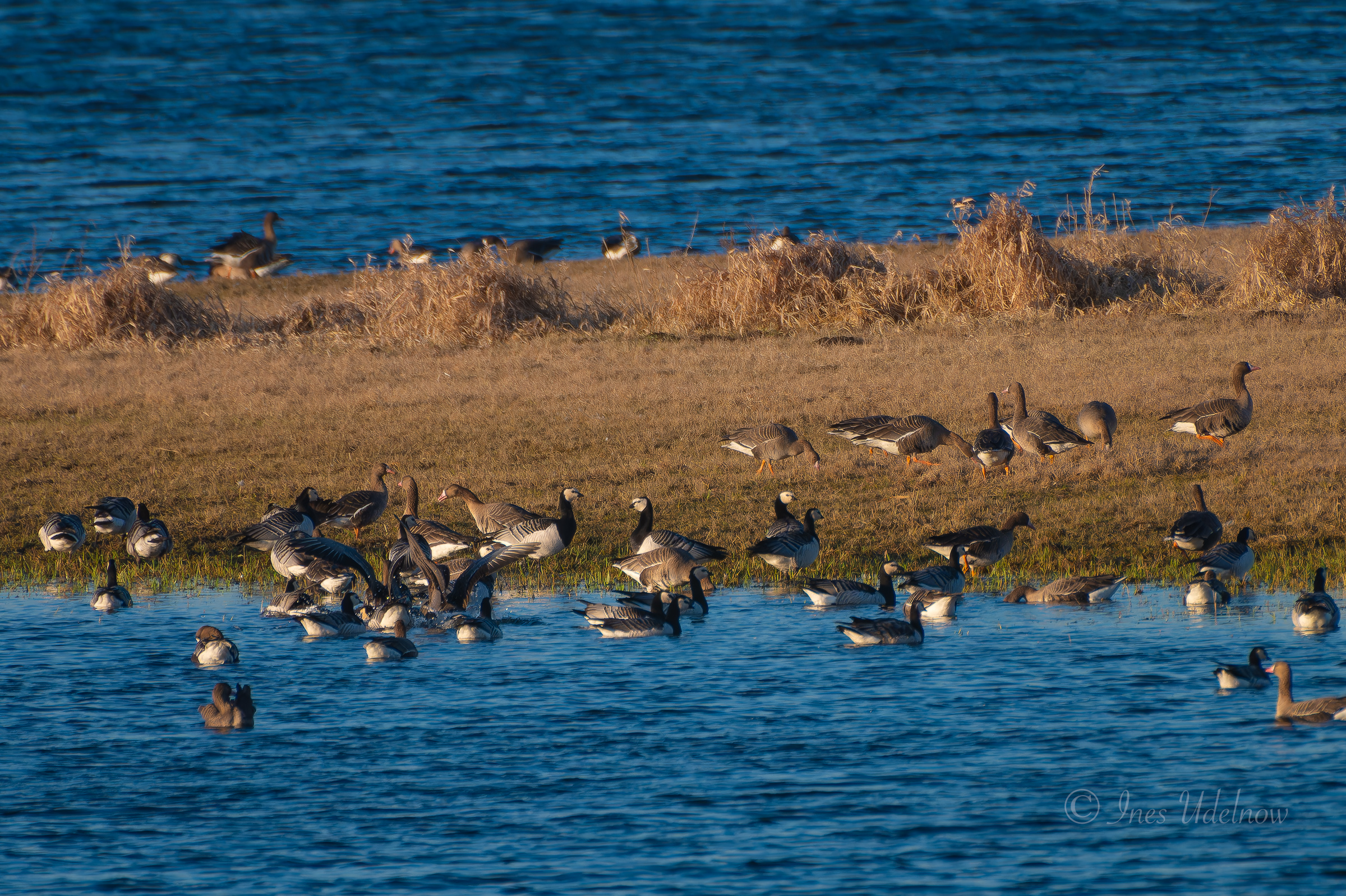 Blässgänse und Nonnengänse im Nationalpark Unteres Odertal, März 2026