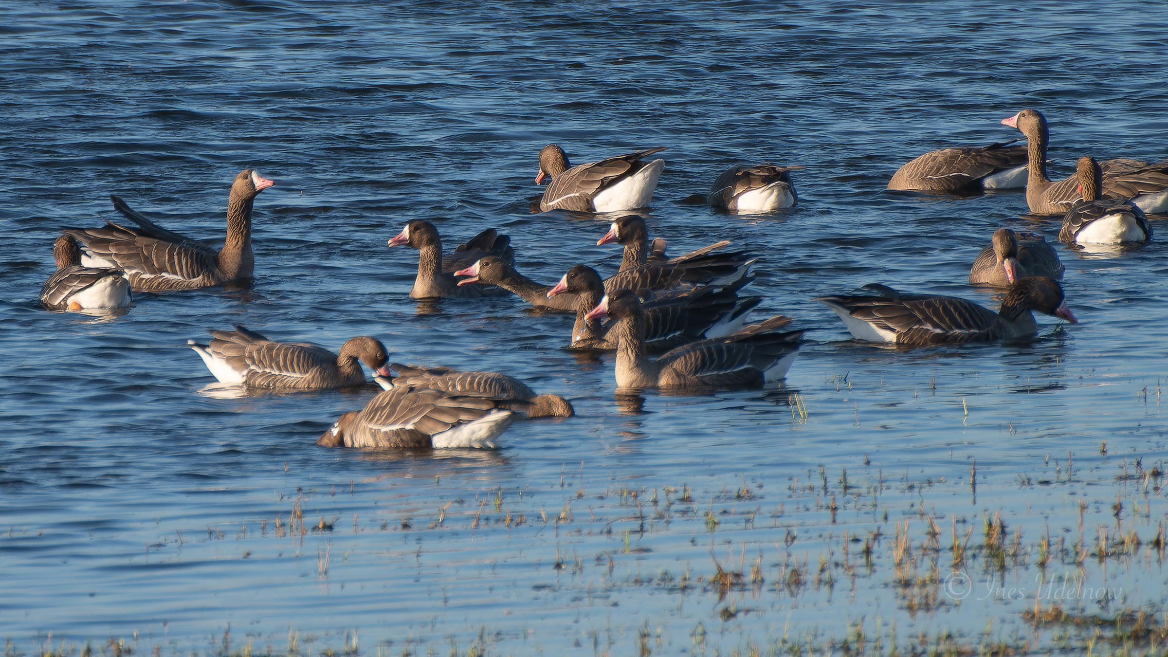 Blässgänse im Nationalpark Unteres Odertal, März 2026