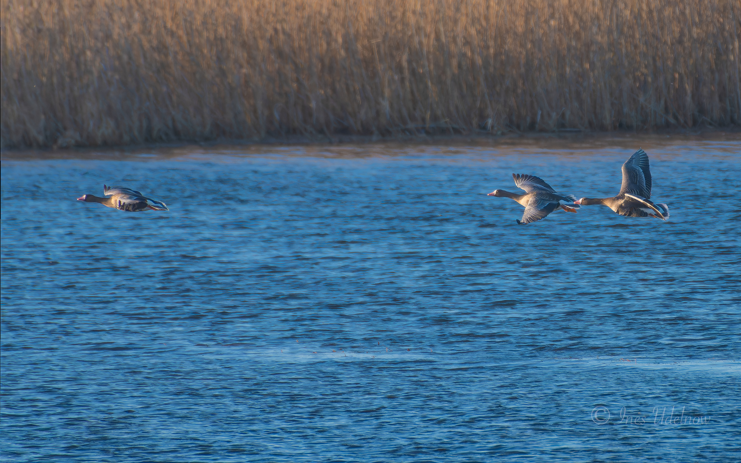 Blässgänse im Nationalpark Unteres Odertal, März 2026