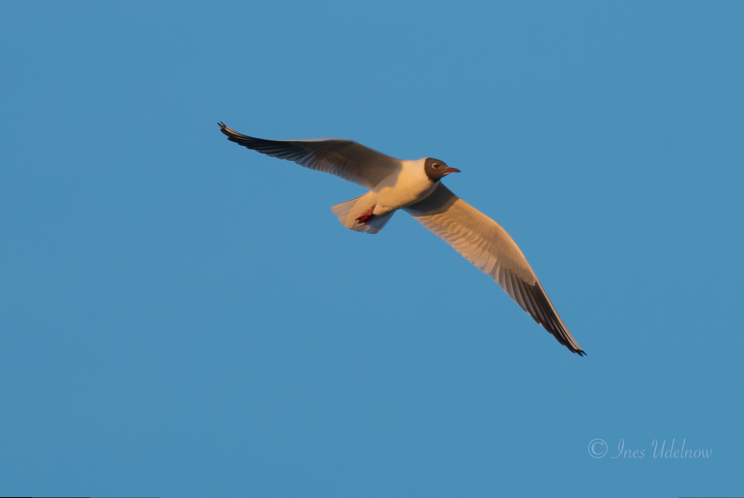 Lachmöwe im Brutkleid am Himmel über dem Odertal