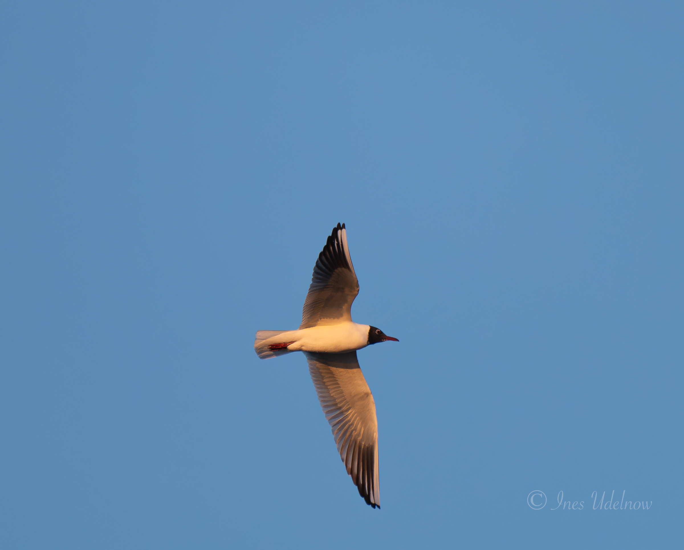 Lachmöwe im Brutkleid am Himmel über dem Odertal