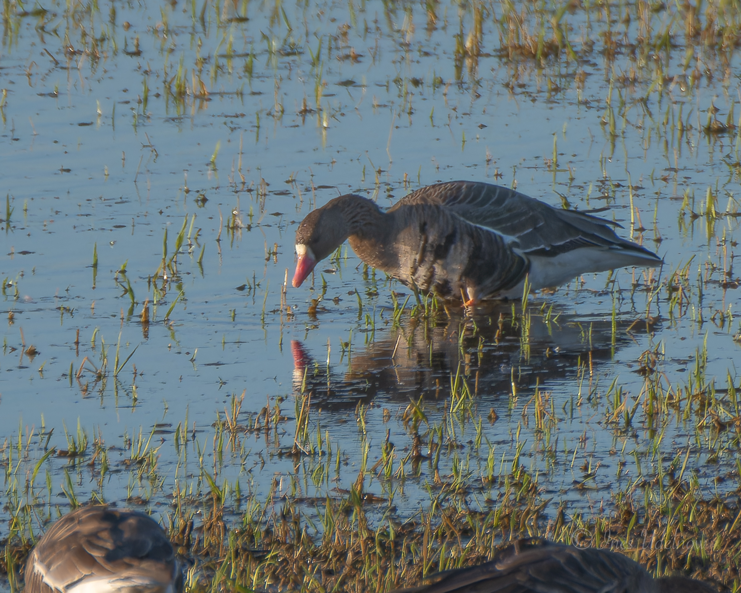 Blässgänse im Nationalpark Unteres Odertal, März 2026